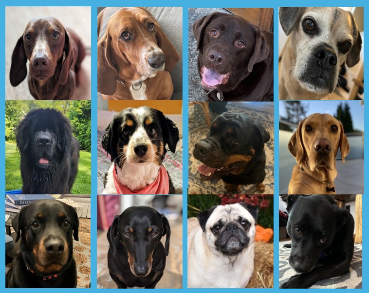 Happy National Dog Day!